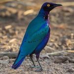 Purple Glossy Starling birds