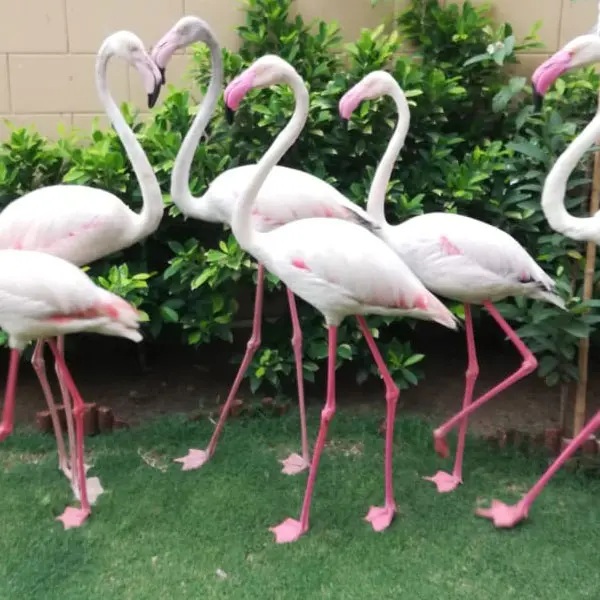 greater pink flamingo bird