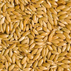 Canary Seed