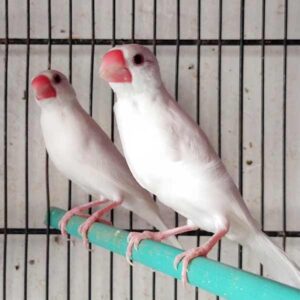 White Java Finch for Sale