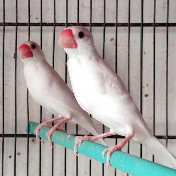 White Java Finch for Sale