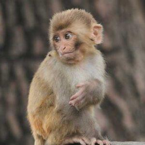 baby monkey