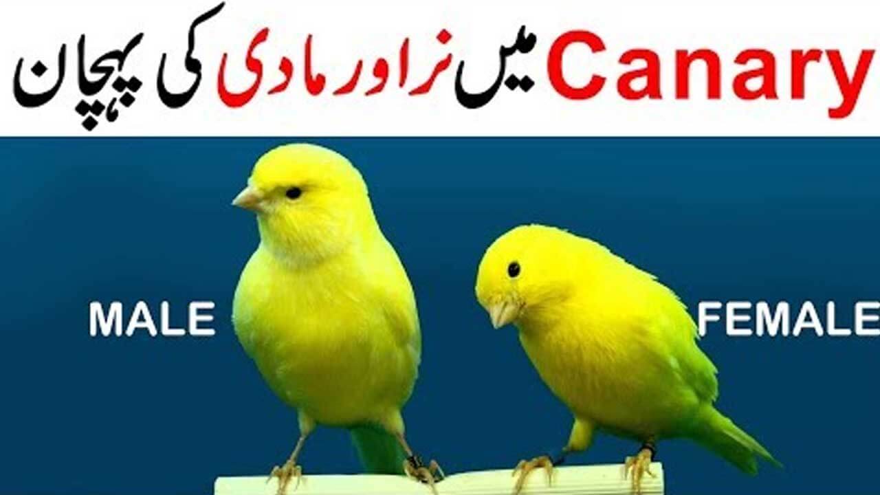 canary male female difference