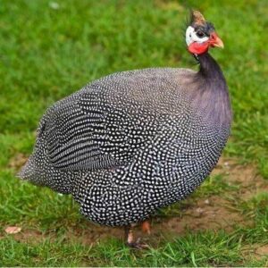 Guinea Fowl