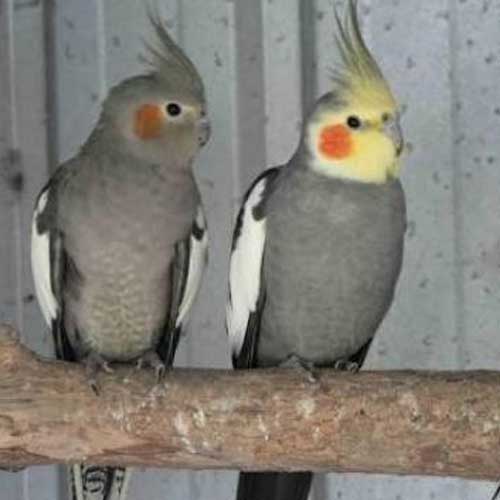 Cockatiel Parrot