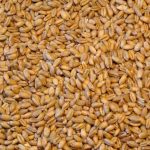 Wheat Seed Gundum