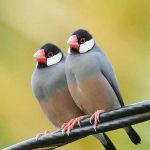 Java finch for sale