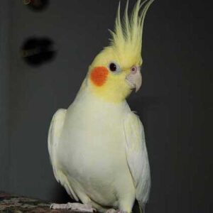 cockatiel parrot