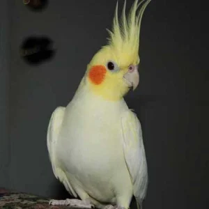 cockatiel parrot