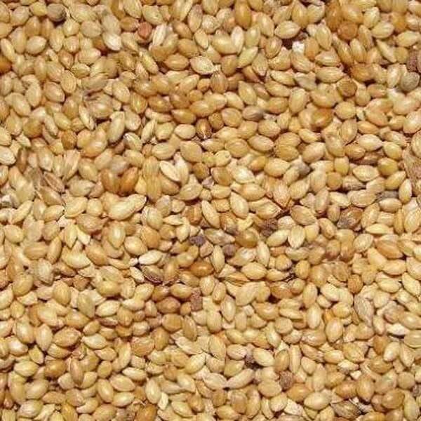 Buy Yellow Millet Moti Kangni Seed in Pakistan Taj Birds