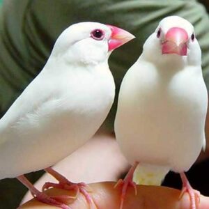 java finch for sale