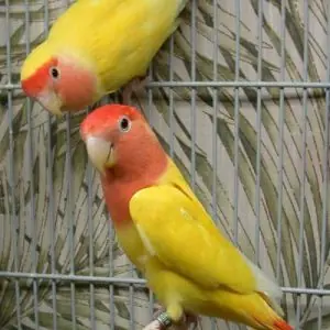 Yellow fischer lovebird