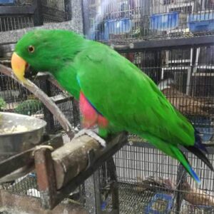 Eclectus Parrot for sale