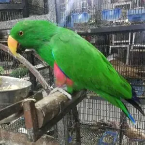 Eclectus Parrot for sale