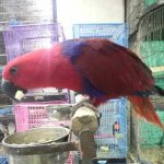Eclectus Parrot for sale