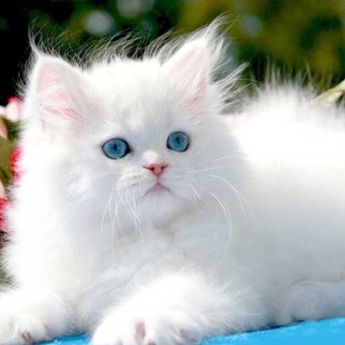 White Persian Kitten for Sale in Pakistan - Taj Birds