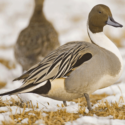 Northern pintail Duck