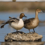 Northern pintail Duck