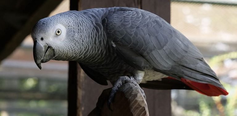 African Grey Parrot Breeding Guide 2026 Easy And Helpful Tips Taj Birds 