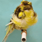 Singing Canary