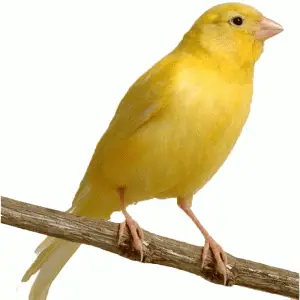 Singing Canary