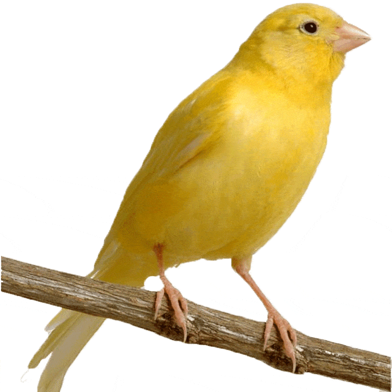 Buy Singing Canary - Yellow | Male Canary Bird for Sale - Taj Birds