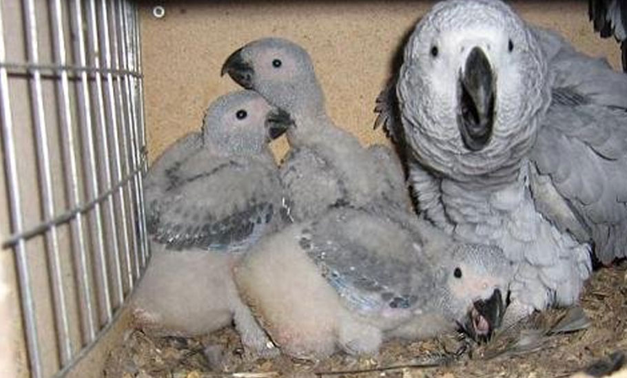 african grey parrot breeding tips 2020