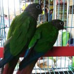 Green Cheeked Parrot