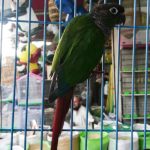 Green cheeked parrot