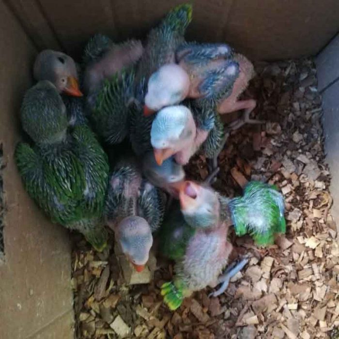 green ringneck parrot chicks