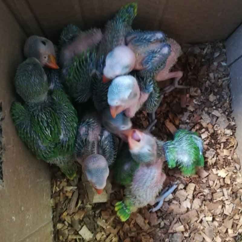 buy-green-ringneck-parrot-chicks green ringneck parrot chicks