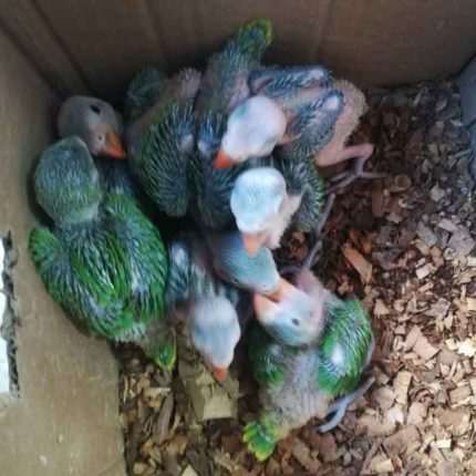 green ringneck parrot chicks