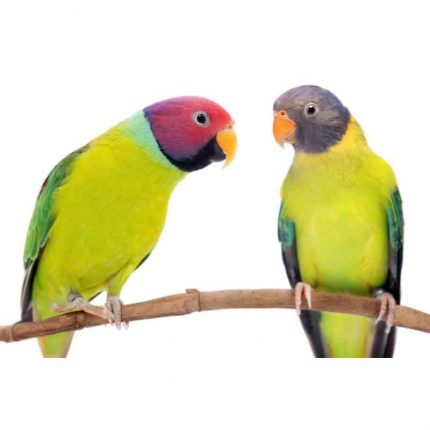 Plum Headed parakeet for sale