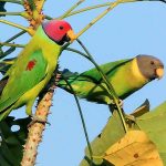 Plum Headed parakeet for sale
