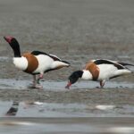 Common Shelduck Pair