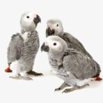 African Grey Parrot Chicks Hand Feed