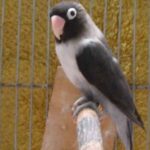 Mauve Fischer Lovebird Pair