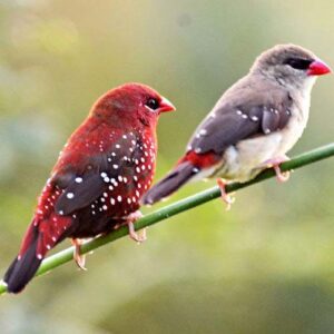 Strawberry Finch Pair