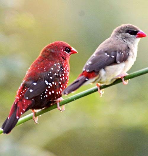 Strawberry Finch Pair