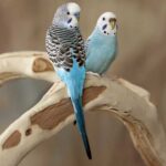 budgies for sale