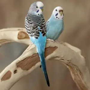 budgies for sale