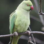 Green Ringneck parrot
