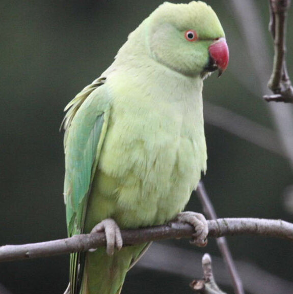 Green-Ringneck-Female Green Ringneck parrot