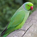 Green Ringneck Parrot - Male