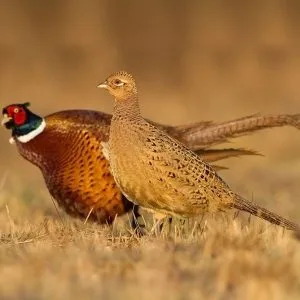 Ringneck pheasant