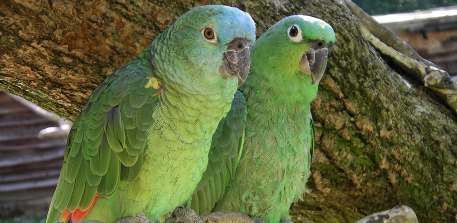 Parrot Talking Training