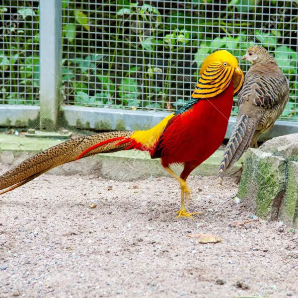red golden pheasant