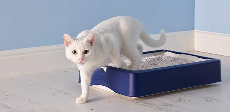 Cat Litter Box Training Tips