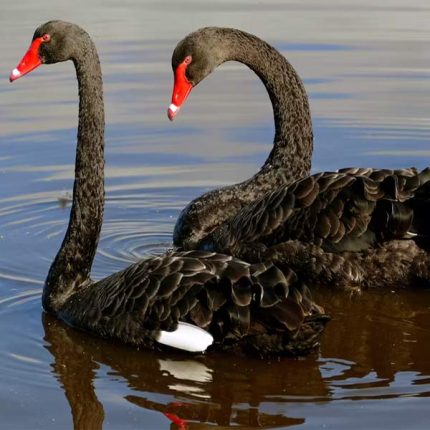 black swan duck