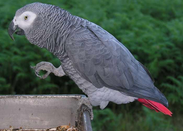 grey parrot 